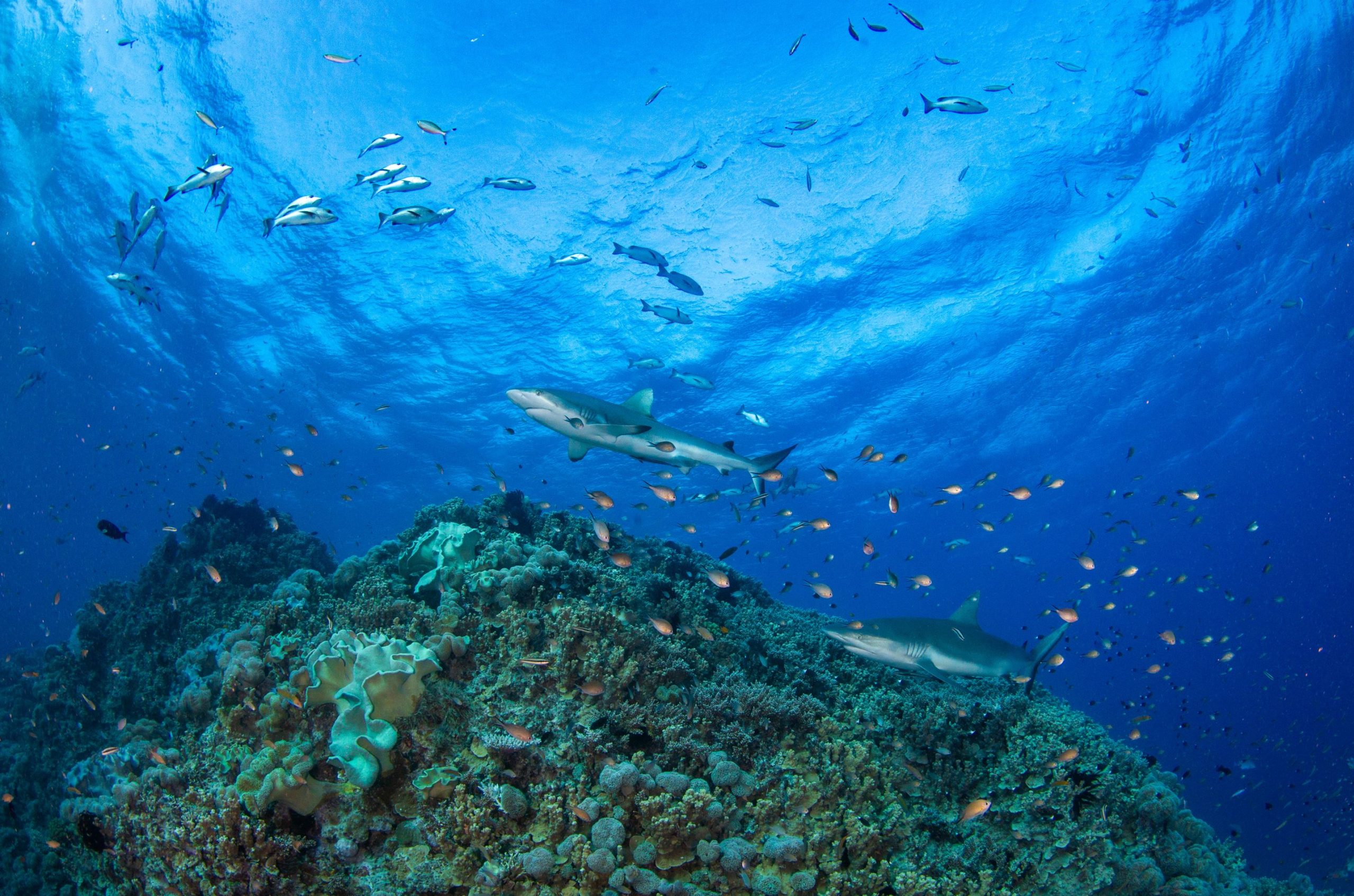 Octopus of the Great Barrier Reef: Australia's Underwater Wonders